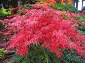Acer palmatum 'Dissectum Garnet' Pa